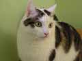 Photo chat waldo posant comme modle pour le tableau animalier